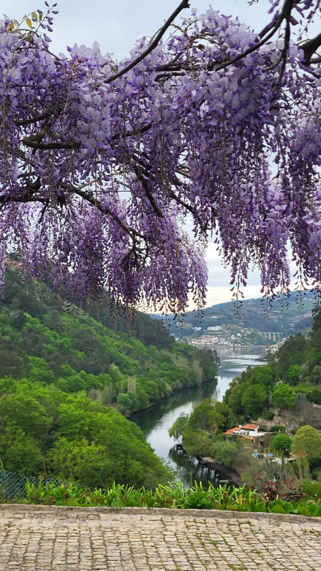 Douro Studio Cinfães Kültér fotó